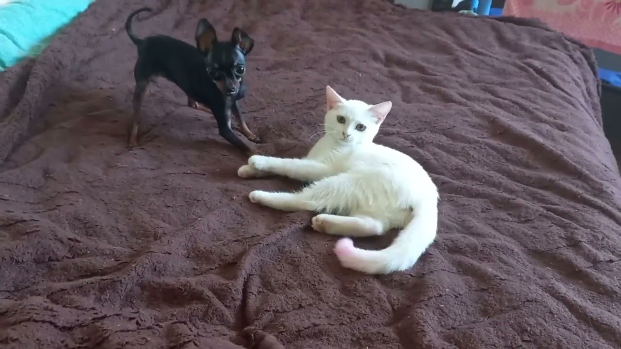 Мини той терьер играется с кошкой. Mini toy terrier plays with a cat.