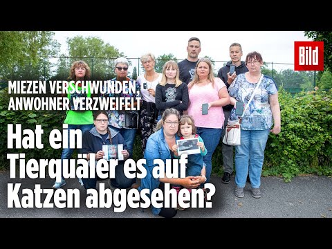 Video: Diese Flüchtlingsfamilie Wurde Von Ihrer Katze Getrennt. Was Als Nächstes Geschah, Ist Großartig. - Matador-Netzwerk