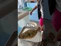 祖父との『ヒラメ漁』でいくら稼げる⁉️漁師の現実...💰 #船長の日常