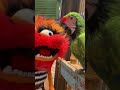 Rude #animal #funny #comedy #love #parrot, #trending #travel #shorts #travel #wow #humor #lol