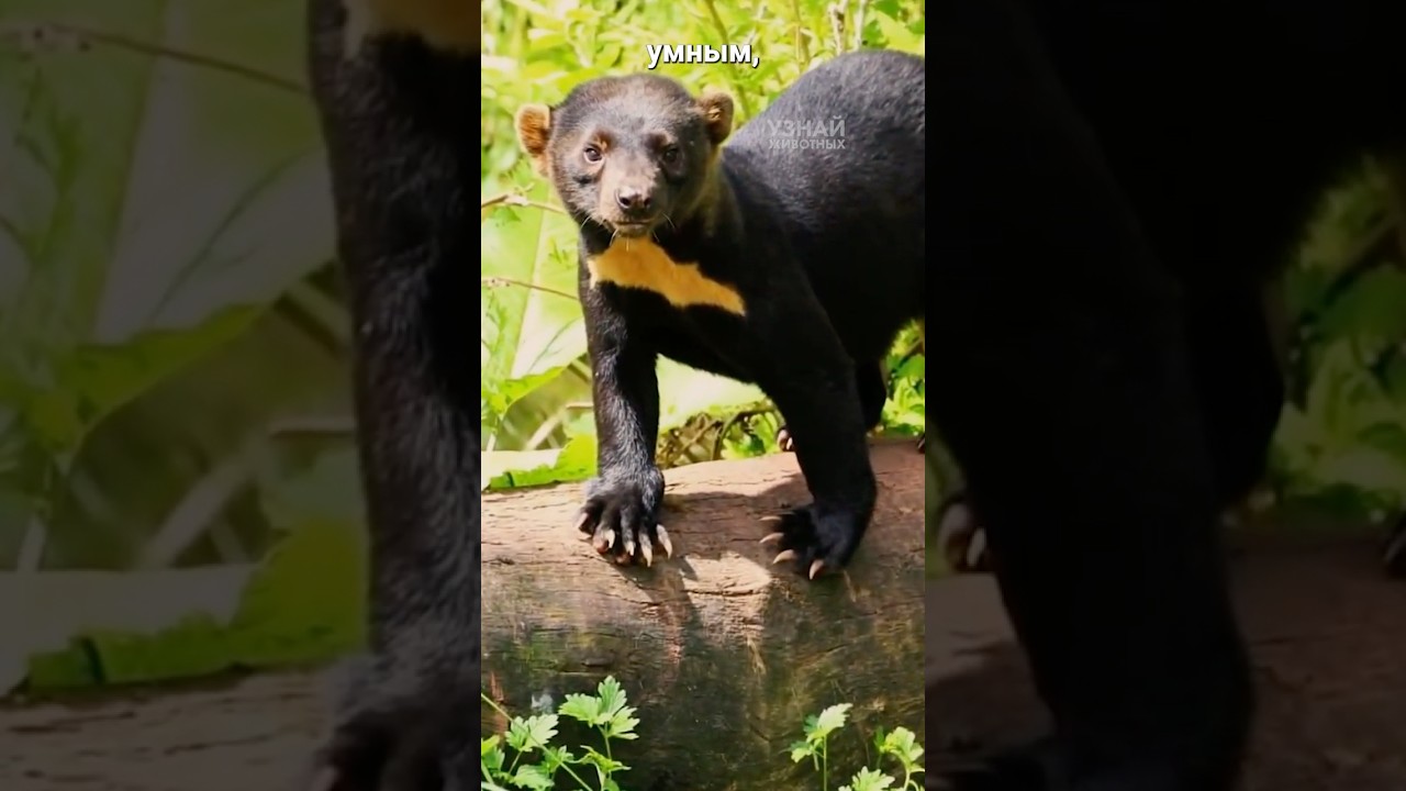 Тайра: мини-росомаха из Амазонки