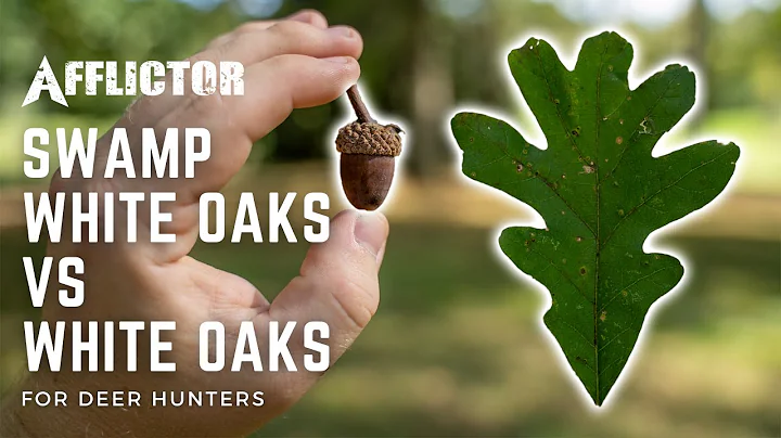 Swamp White Oak vs White Oak Identification: Important Oaks for Deer Hunting!