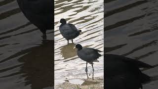 water duck bathing