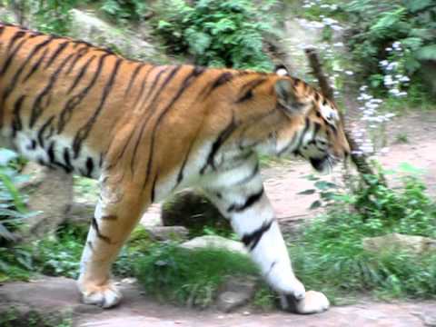 Angry tiger in zoo - YouTube