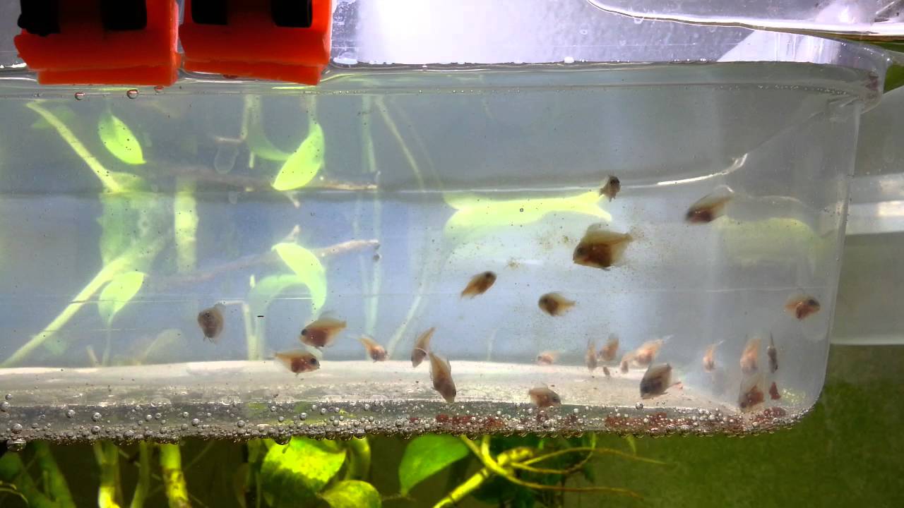 feeding discus frys with granulate YouTube