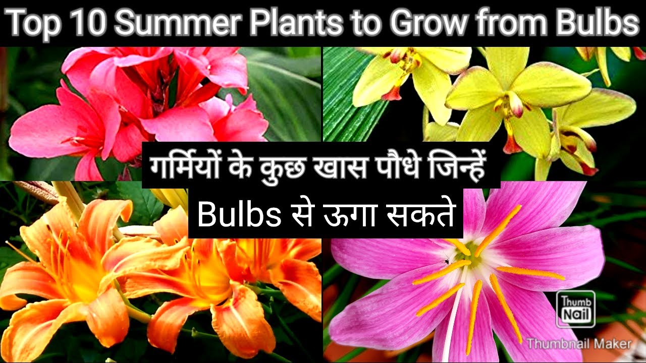 Top 10 Best Summer Plants to Grow from Bulbs YouTube