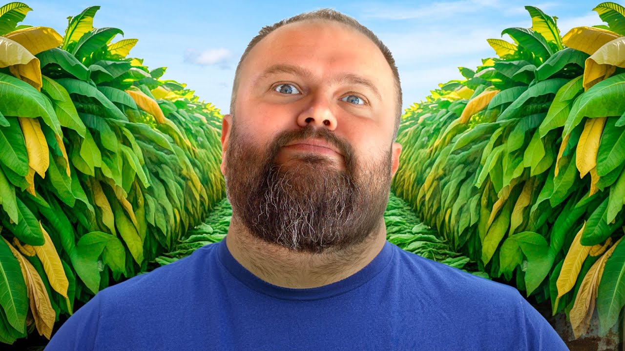 MORAM DA RADIM na NjIVI i ZARADIM NOVAC !!! PROIZVODNjA DUVANA u MARADIKU