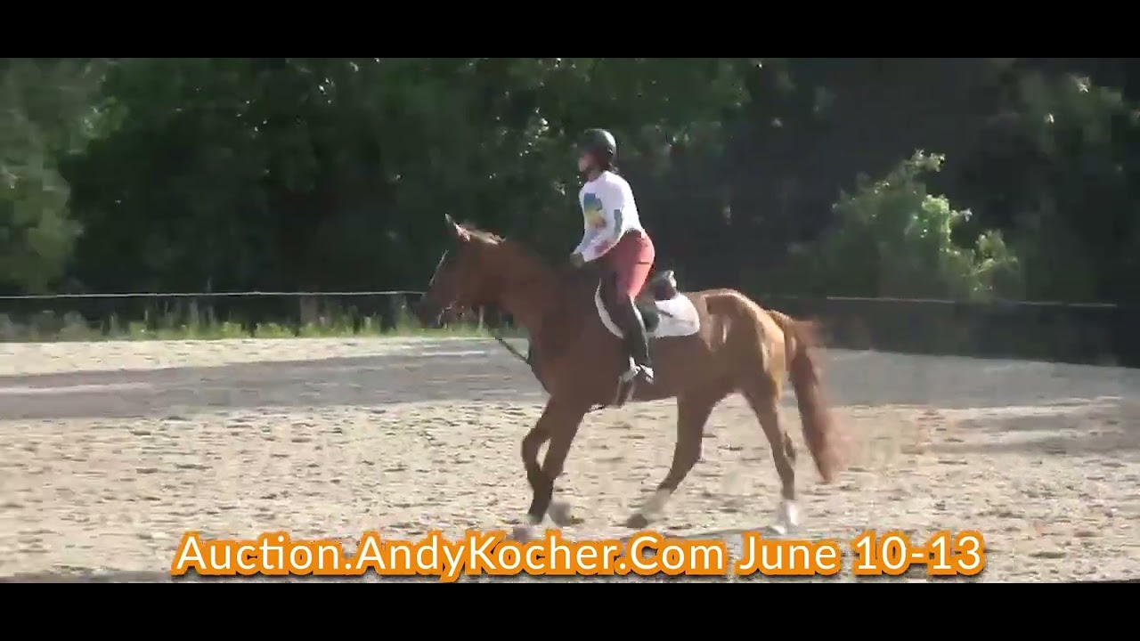 Andy Kocher Sport Horse Auction June 1013 2022 Sarge YouTube