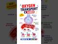 Oxygen Transport in Lungs Explained Simply 💨🫁 #Biology #NEET #Science #Shorts
