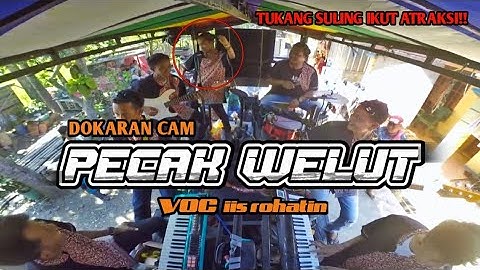 PECAK WELUT || (dewi kirana) || dokaran cam || voc: iis rohatin || team angob official.