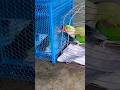 cute love birds #parrot #viral #fristvlog #parrotsound #parrottalking #trending #mitthu #parrotvideo