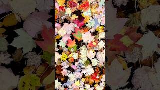 Never Seen a Fall This Colorful 🍁 | YouTube Shorts Ideas | Instagram Reels Ideas