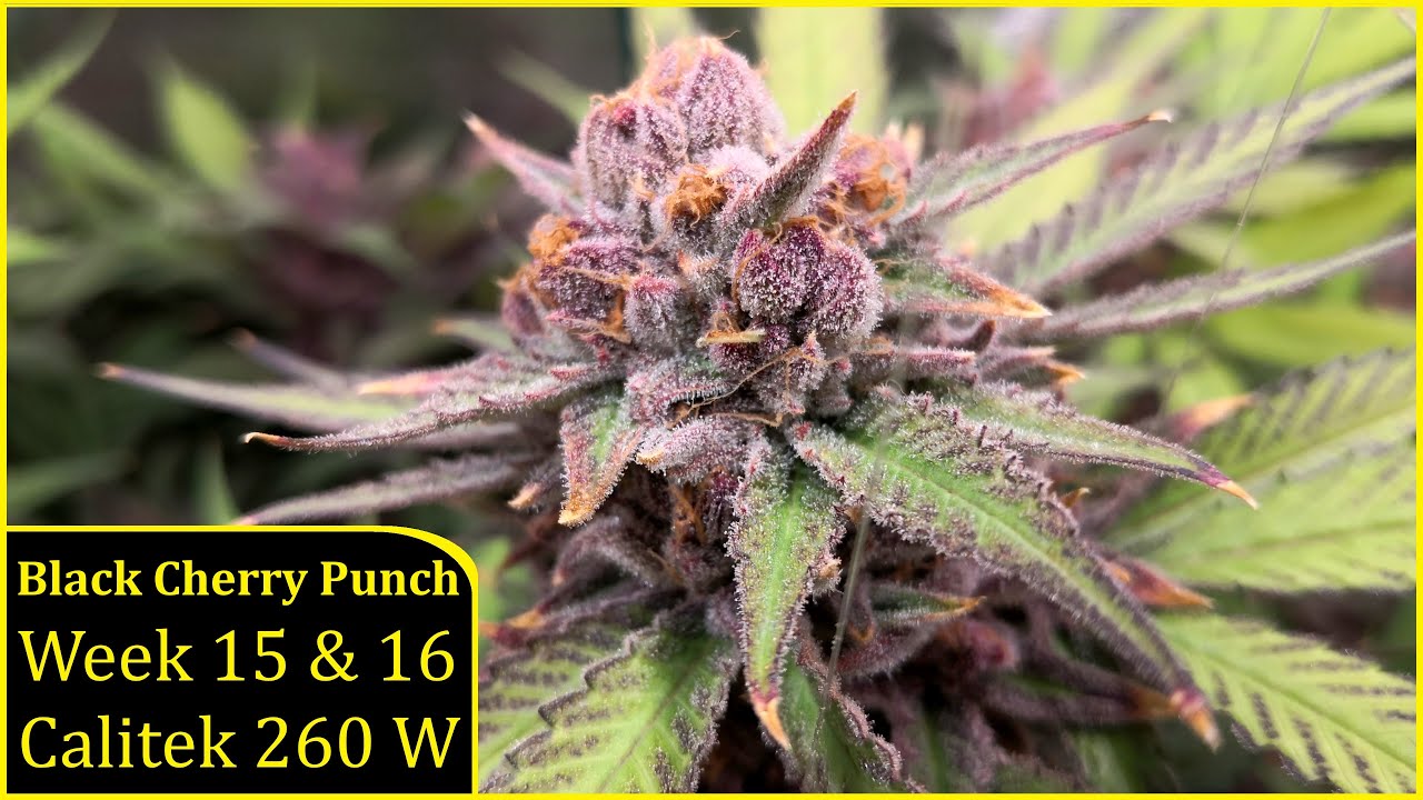 Week 15-16 - Black Cherry Punch - Calitek Grizzly 260W - Nicaragua, Angola, Taiwan
