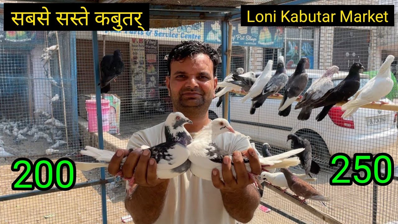 Shazad loni kabutar shop kabootar market loni sehzad pet shop Delhi white pigeons