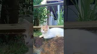 #anamtakhan#cat #duet #抖音舞蹈 #imut #kittenlove #cuteanimal #cutecat #cutepet #catboy #cute#anabul