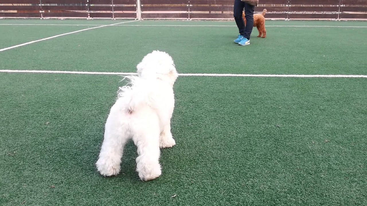 Bichon Bedlington terrier Poodle YouTube