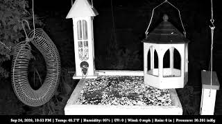 Chickadee's LIVE Bird Feeder - Northeast Ohio