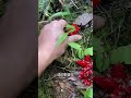 #新鲜采摘 #garden #harvest #野姜花