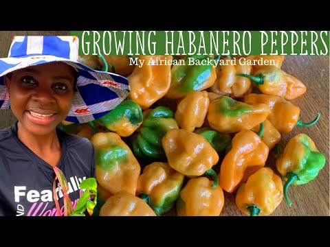 Video: Habanero Care: Growing Tips For Habanero Peppers