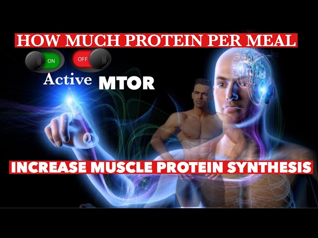 HOW MUCH PROTEIN  PER MEAL  TO ACTIVATE  (MTOR)  INCREASE MUSCLE PROTEIN SYNTHESIS