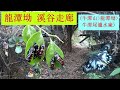 龍潭坳 溪谷走廊 龍潭坳 牛潭尾濾水廠 蝴蝶谷 非一般行山路線 33 4 5 龍潭坳 溪谷走廊 龍潭坳 牛潭尾濾水廠 蝴蝶谷 非一般行山路線 33 4 5