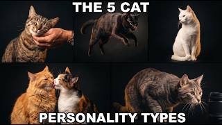 The 5 Cat Personalities: Are You Making These Behavior Mistakes