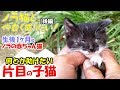 ノラ猫と仲良く成りたい！＃17 城ニャンズ 「野良の赤ちゃんネコ」このままでは目が・・助けたい！
