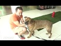 KROQ to The Rescue: Pacific Pups Rescue