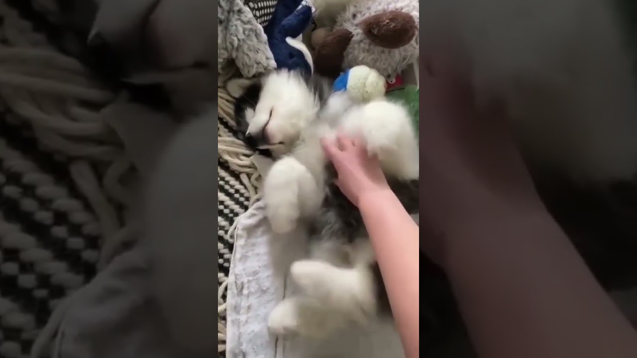 Pubby Review 2022 - Pros and Cons of the Amazon Book Review Service