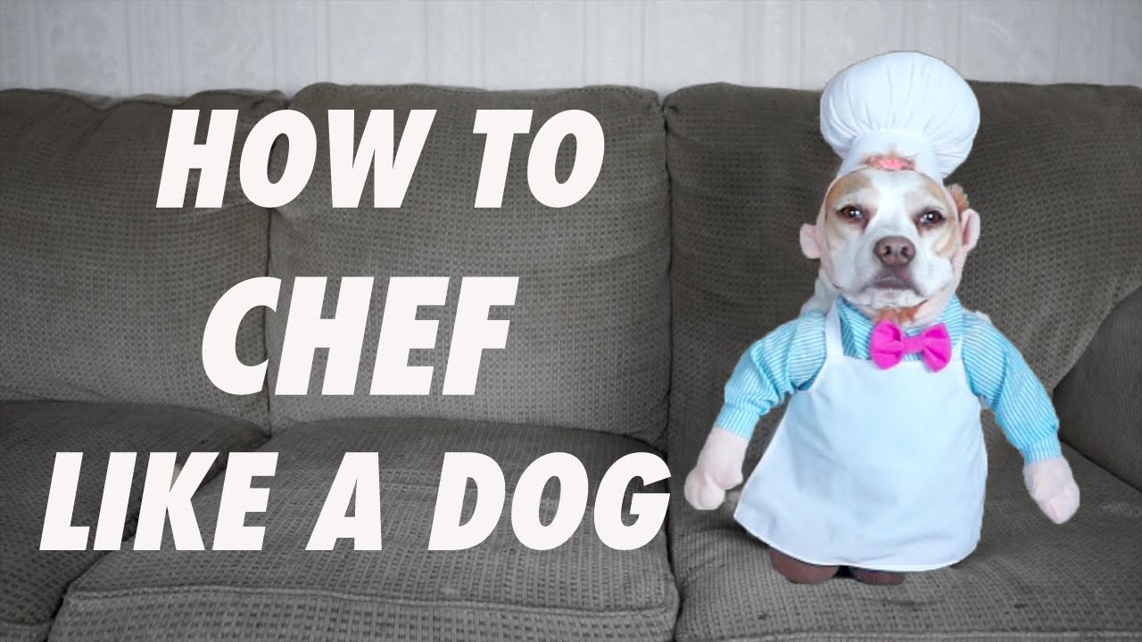 How to Chef Like a Dog Funny Dogs Maymo & Penny YouTube