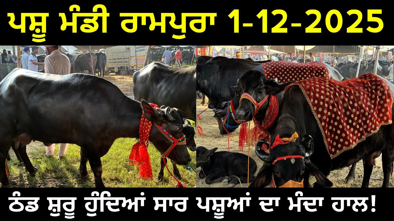 ਪਸ਼ੂ ਮੰਡੀ ਰਾਮਪੁਰਾ 1-12-2025 ਠੰਡ ਸੁਰੂ ਹੁੰਦਿਆਂ ਸਾਰ ਪਸ਼ੂਆਂ ਦਾ ਮੰਦਾ ਹਾਲ!@maandairyvlog5842 