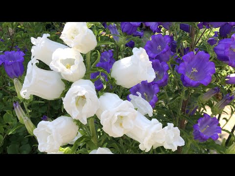 Wideo: Dzwonek (roślina) - Użyteczne Właściwości I Zastosowanie Dzwonka, Nasion Dzwonka, Kwiatów Dzwonka. Dzwonek Niebieski