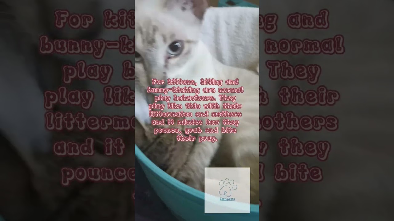 Do you know why they play rough? 