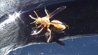 WASP drinking water and flying away in SLOW MOTION - insect up close in high definition