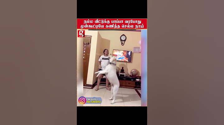 நம்ம வீட்டுக்கு குட்டி பாப்பா வர போகுது 🥰Cute-ஆ கணித்த செல்ல நாய்😍