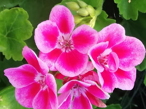 Video: Hibiscus - Un Decor Pentru Grădina Ta