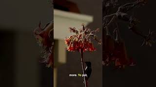 Hummingbirds: Nature's Miniature Flying Machines #Shorts