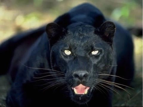 the animal world] Lion vs Best animals fights with wild 2016 animals lion  tiger #20 - YouTube