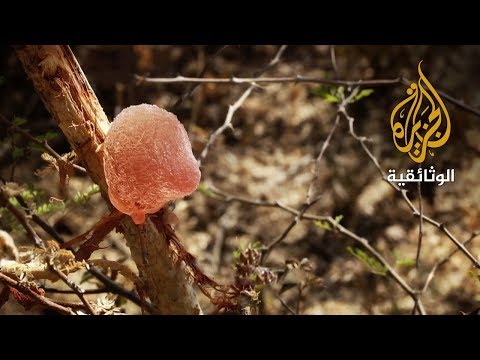 فيديو: رعاية شجرة السسافراس - نصائح لزراعة أشجار السسافراس