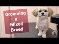 Grooming a mixed breed