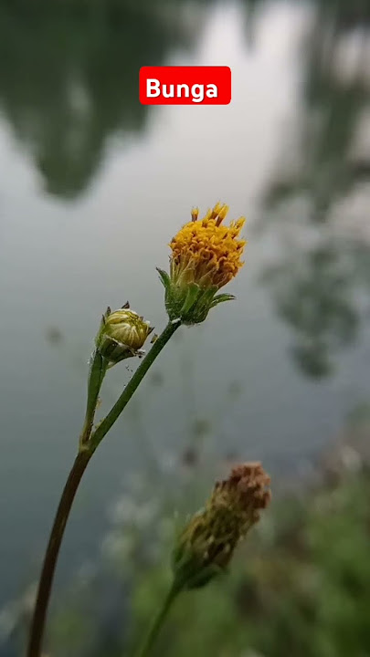 #bunga #flowers #nature #fyp