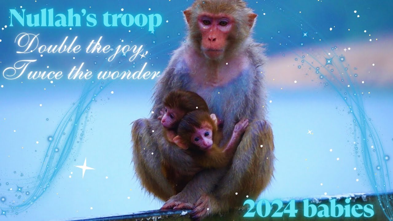 First-time mom & her two infants | Meet Bambi & Breeze 🍼❤️ 2024 Babies