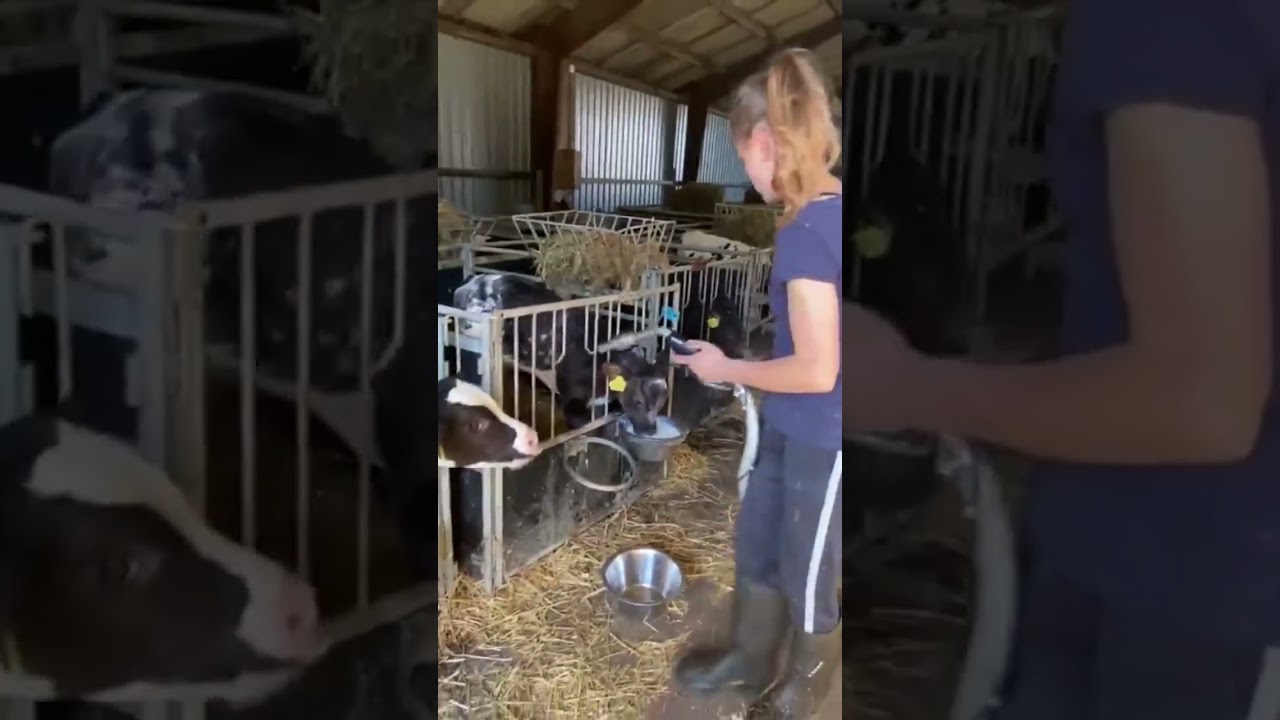 Milking Calf 