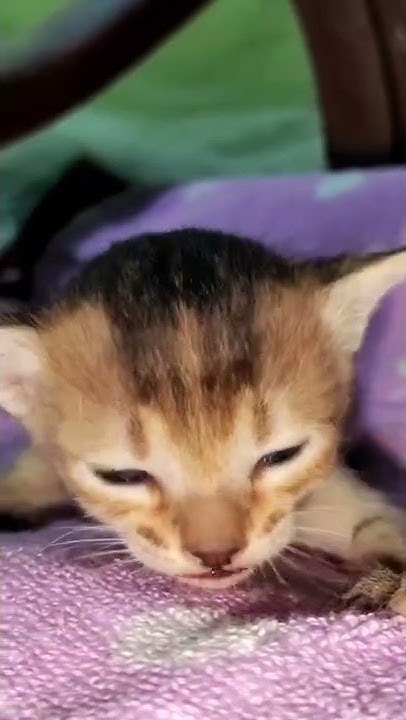 Cute kitten calling Mom #shorts - YouTube