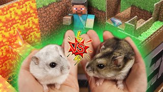 Hamsters Escape Minecraft Maze with Traps Challenge. Who is the winner ? by Hamster Adventures 640,897 views 2 years ago 2 minutes, 9 seconds