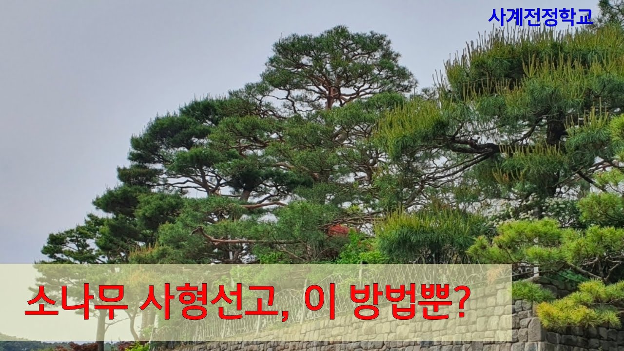 소나무 사형선고, 이 방법뿐? 286사계전정학교