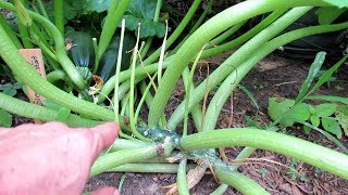 How to Manage Pests & Diseases on Squash & Zucchini Plants: Vine Borers, Hydrogen Peroxide, Mildew screenshot 4