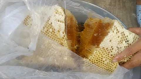 Vắt Mật Ong Rừng Nguyên Chất Từ Thiên Nhiên - MINH HIỂN MIỀN TÂY (T2)