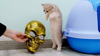 Cats Pranked by Ghost Mask 😂 by MiMo Cats 5,173 views 5 months ago 2 minutes, 33 seconds