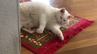 Download Lagu ねころび MP3 Download Lagu ねころび MP3